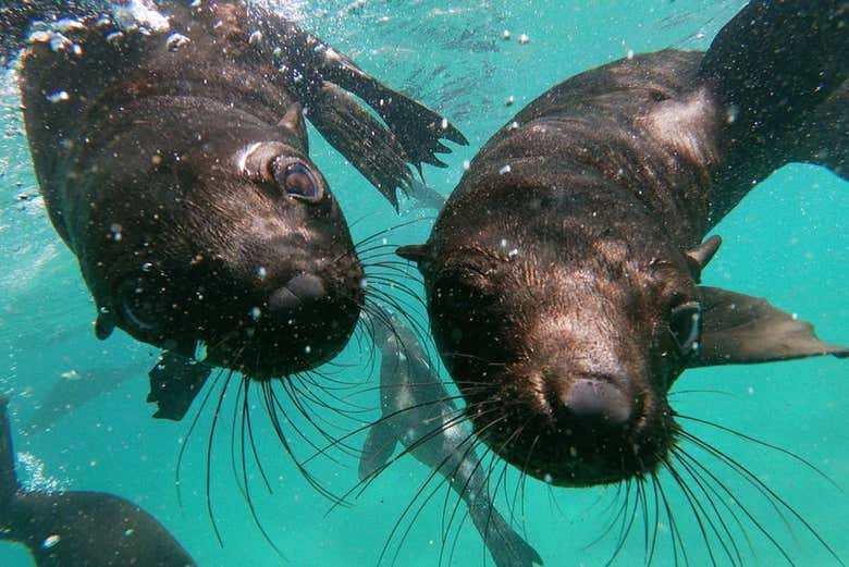Un couple d'otaries