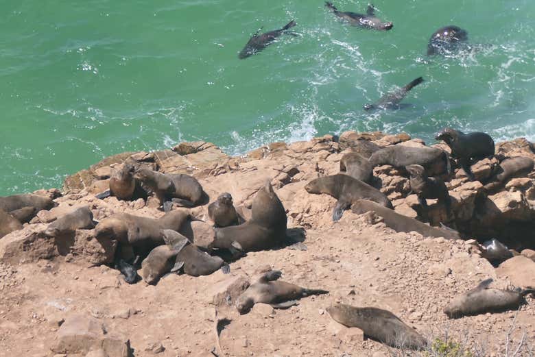 Colonie d'otaries