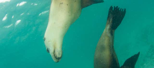 Nado con leones marinos en Plettenberg Bay