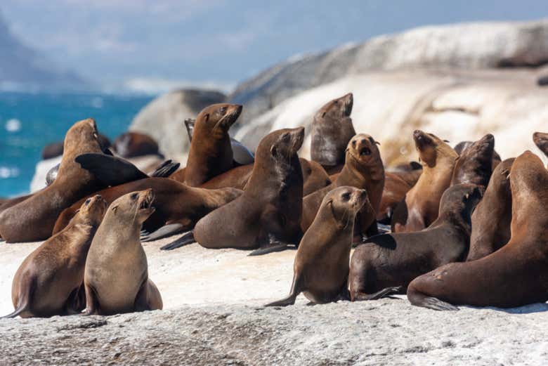 Veremos leones marinos