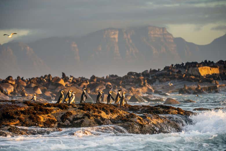 Pingüinos en False Bay