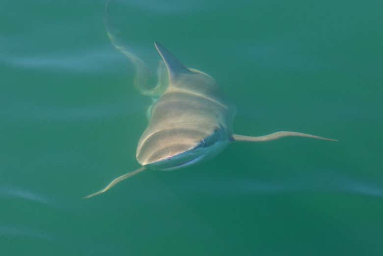 Un tiburón en las aguas de False Bay