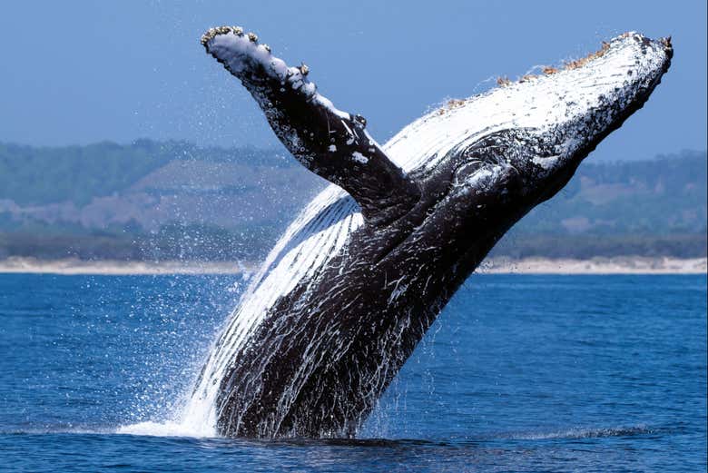 Una ballena saltando en el agua