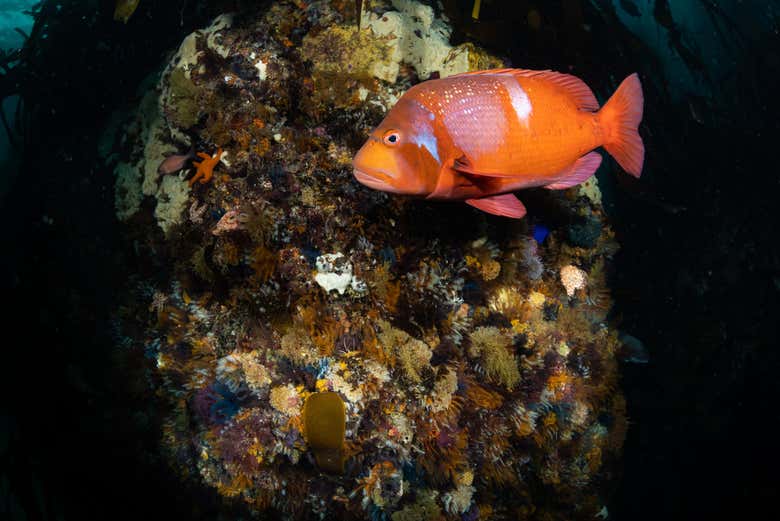 Podréis ver diferentes tipos de peces