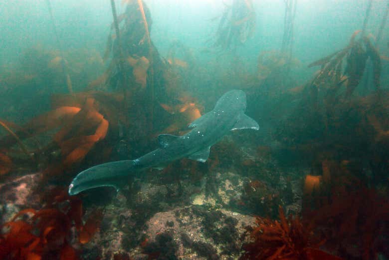 Um tubarão com sete guelras