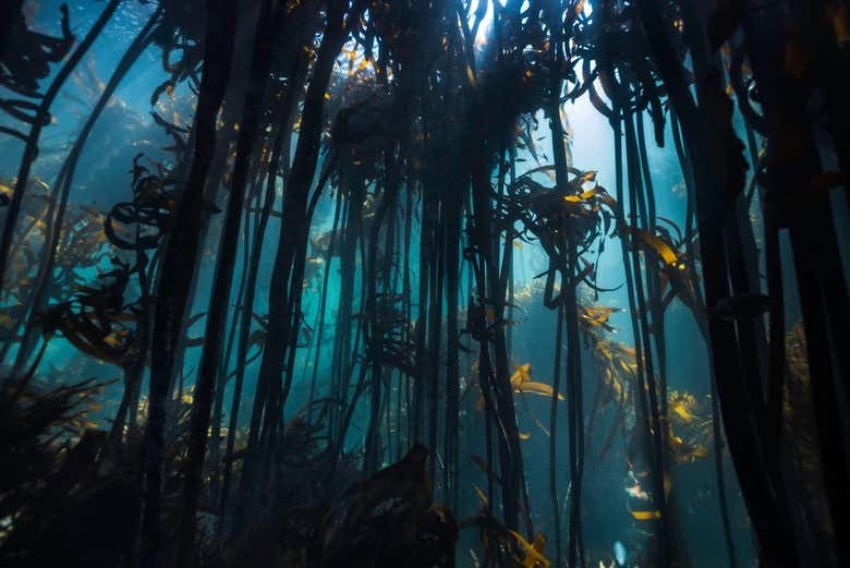 A floresta de algas kelp