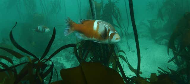 Snorkel na Grande Floresta Marinha Africana