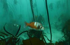 Snorkel na Grande Floresta Marinha Africana