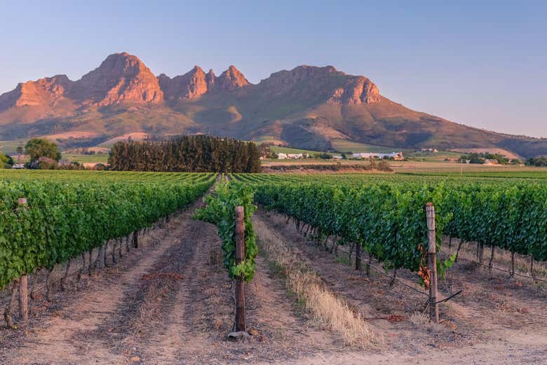 Contemplez les vignobles de Stellenbosch