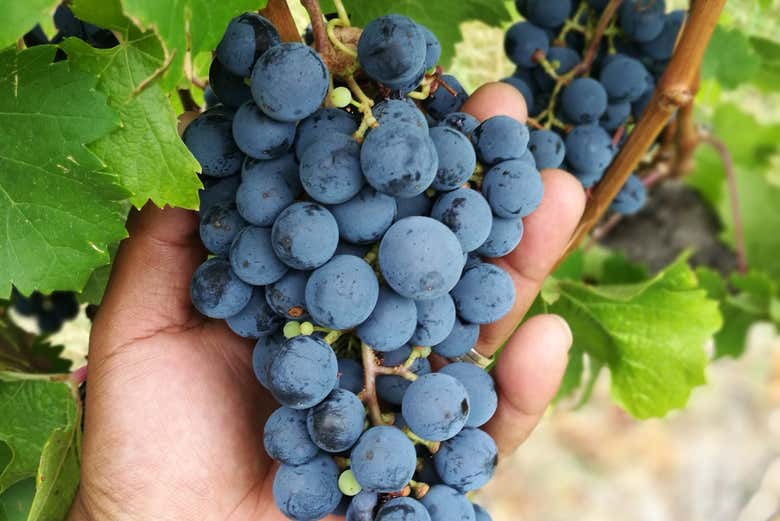 Raisins de Banhoek