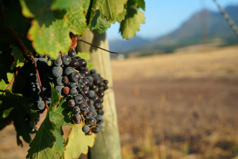 Une grappe de raisin dans les champs de Stellenbosch
