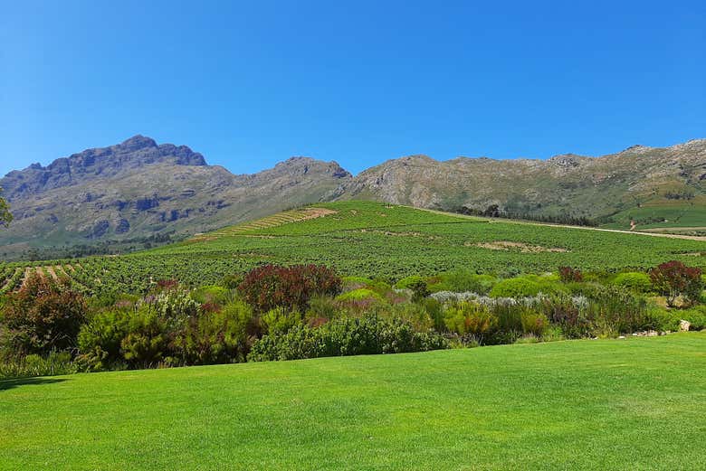 Vignobles de Banhoek