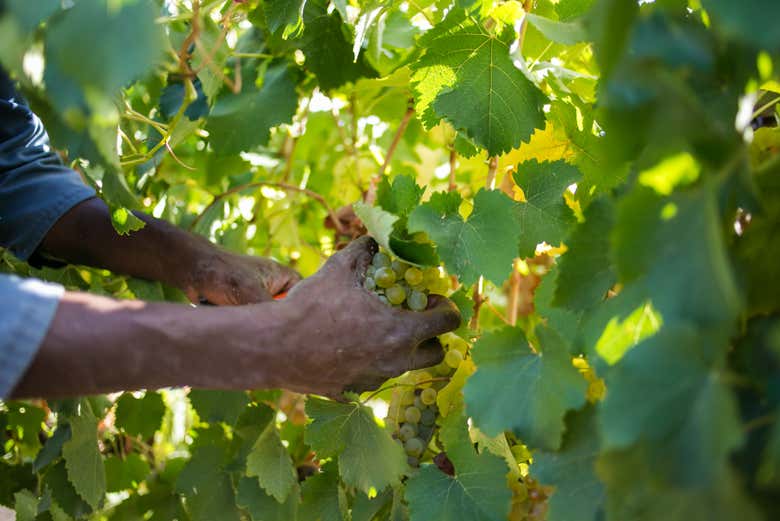 Vignobles de Stellenbosch