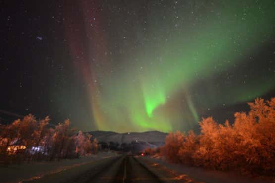 Bosques de Abisko, na Suécia