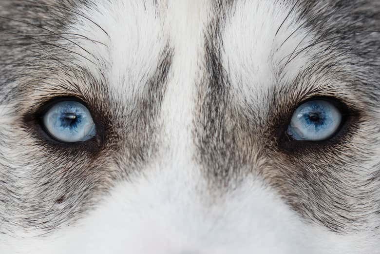 A aparência de um husky