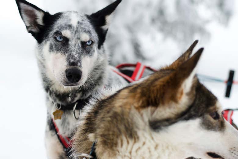 Alguns dos cães que nos acompanharão na caminhada