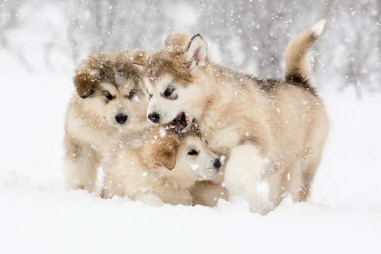 Três cachorrinhos adoráveis