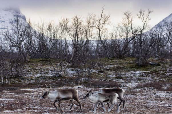 Uma família de alces