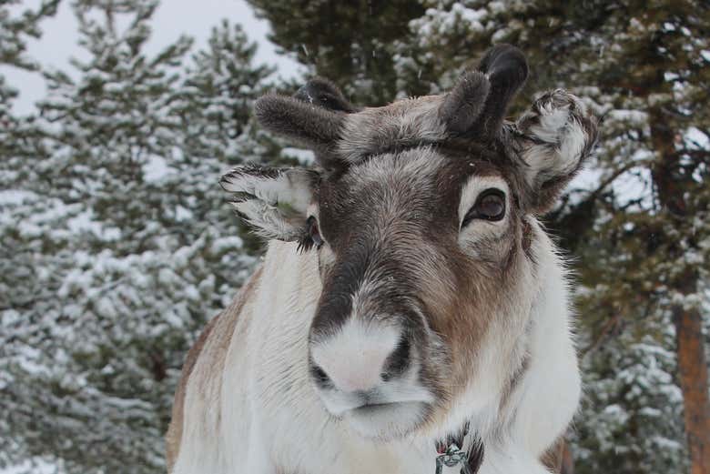 Admire the reindeer up-close