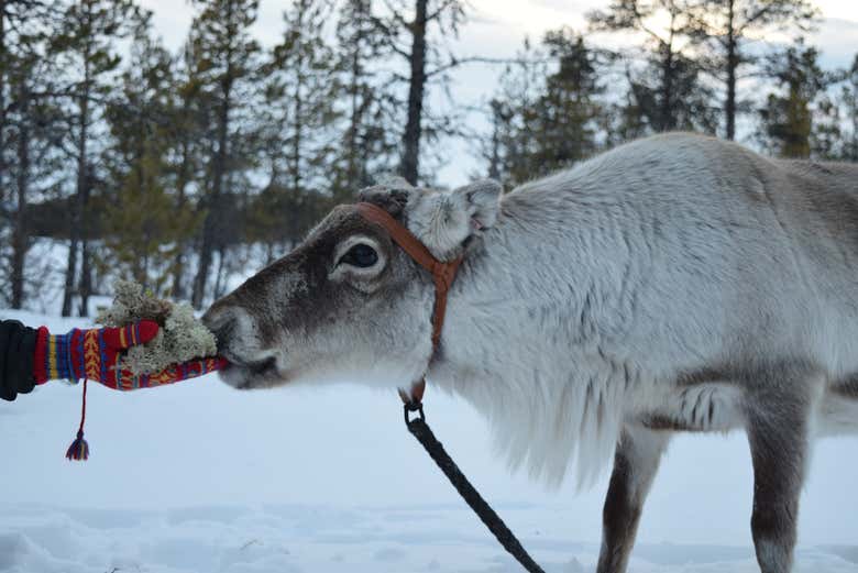 Feed the reindeer spme Arctic Moss