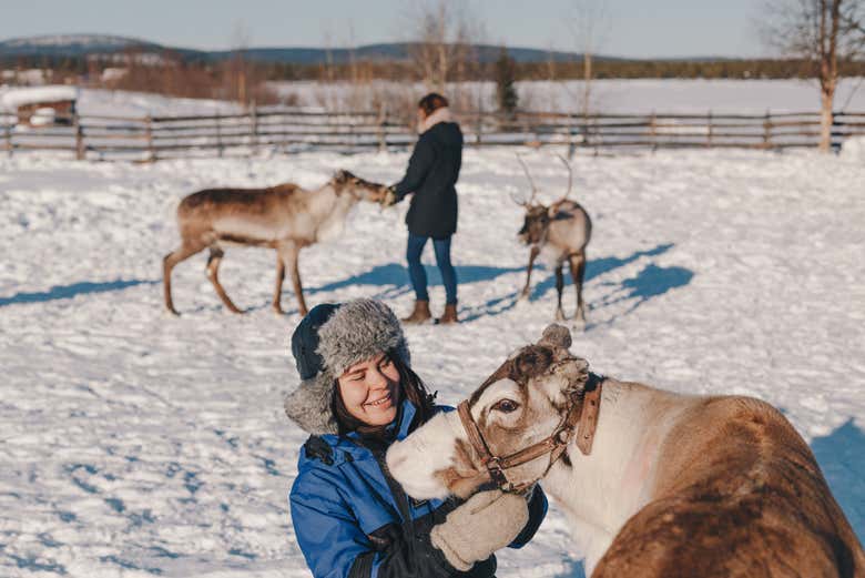 Meet some friendly reindeer