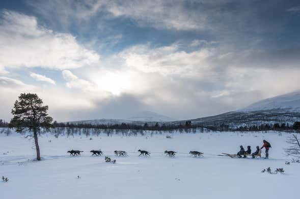 Kiruna Dog Sledding Experience