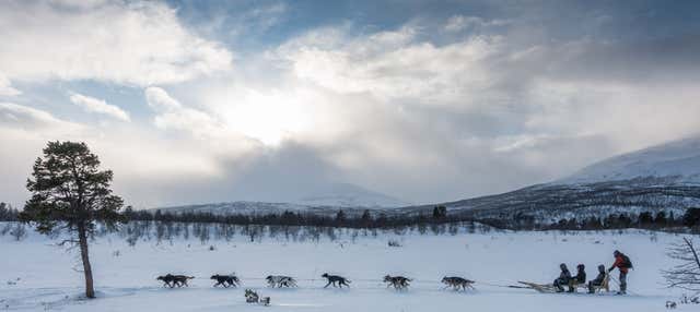 Balade en chiens de traîneau à Kiruna