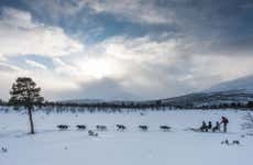 Kiruna Dog Sledding Experience