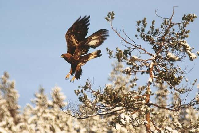 Un águila en Estocolmo