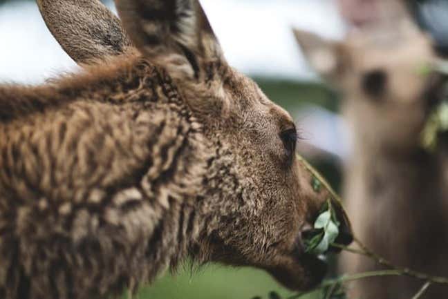 Conociendo a los animales de Estocolmo
