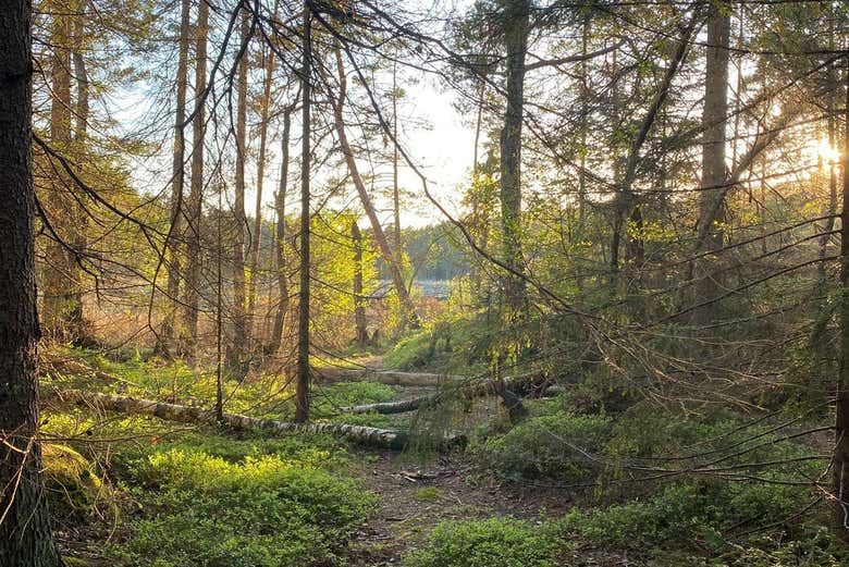 Panorama entre el bosque de Estocolmo