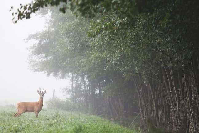 Un ciervo en los bosques de Estocolmo