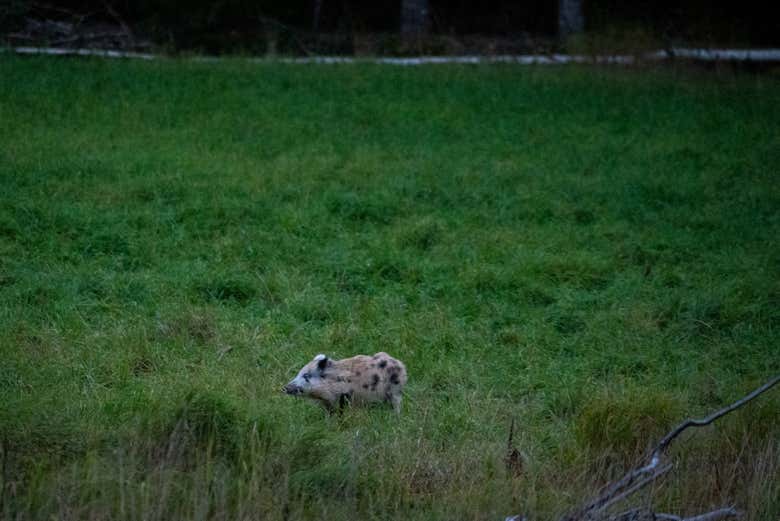 Avistando un jabalí