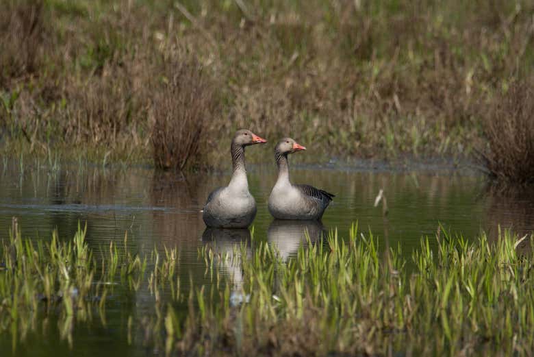 Patos en el lago Isbladskärret