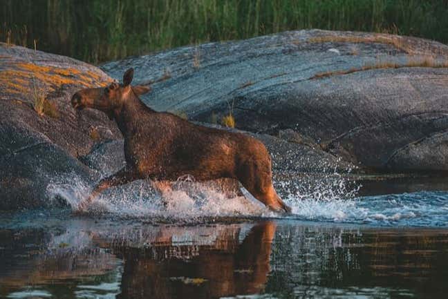 Un reno saliendo del agua
