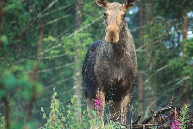 Safari por los bosques de Estocolmo