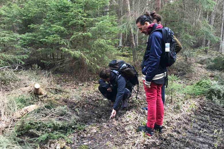 Encontrando huellas de animales en el bosque