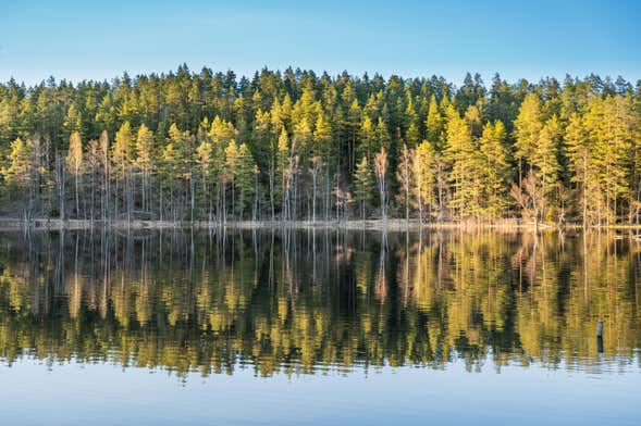 Senderismo por los bosques de Estocolmo
