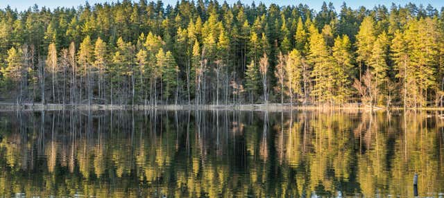 Randonnée dans les forêts de Stockholm