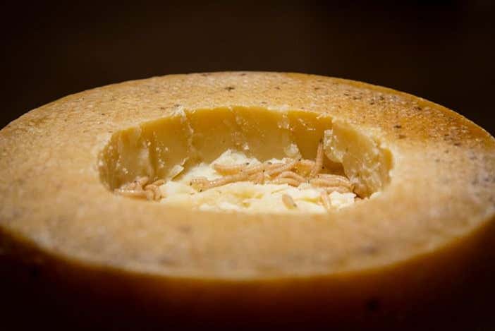 Queijo infectado por vermes da Sardenha