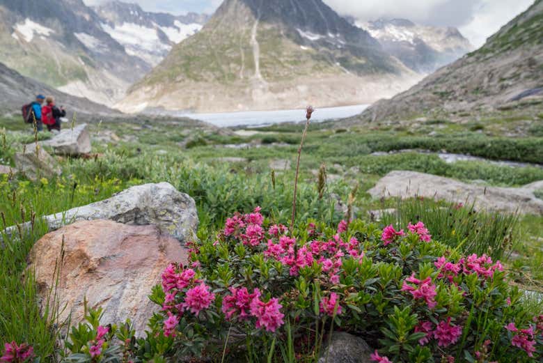 Paisajes del glaciar