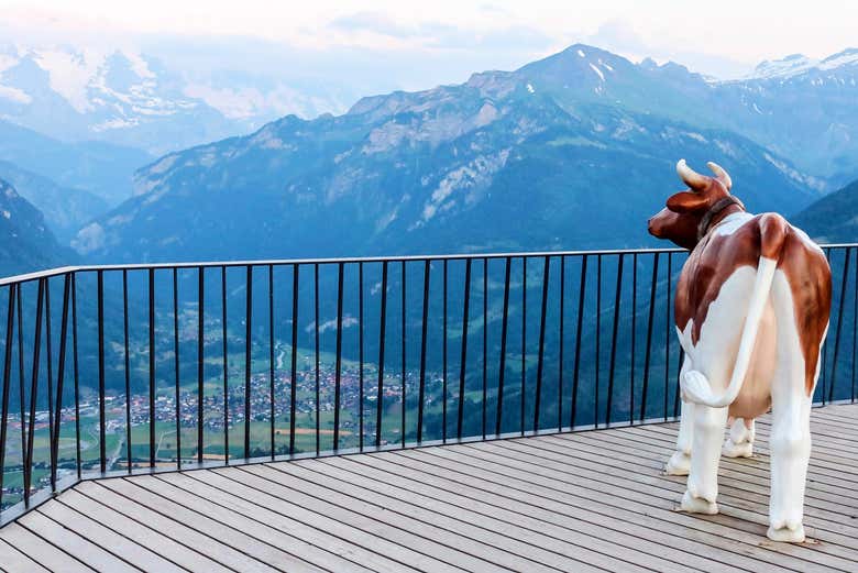 Vaca suiza en el mirador Harder Kulm