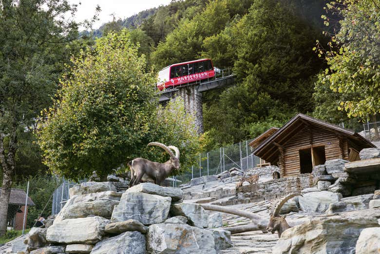 Funicular subiendo a Harder Kulm