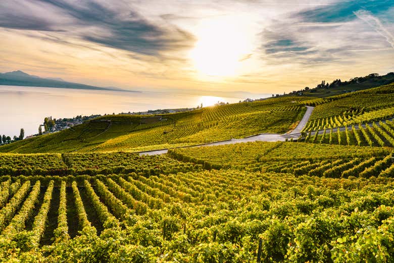 Vinhedos de Lavaux