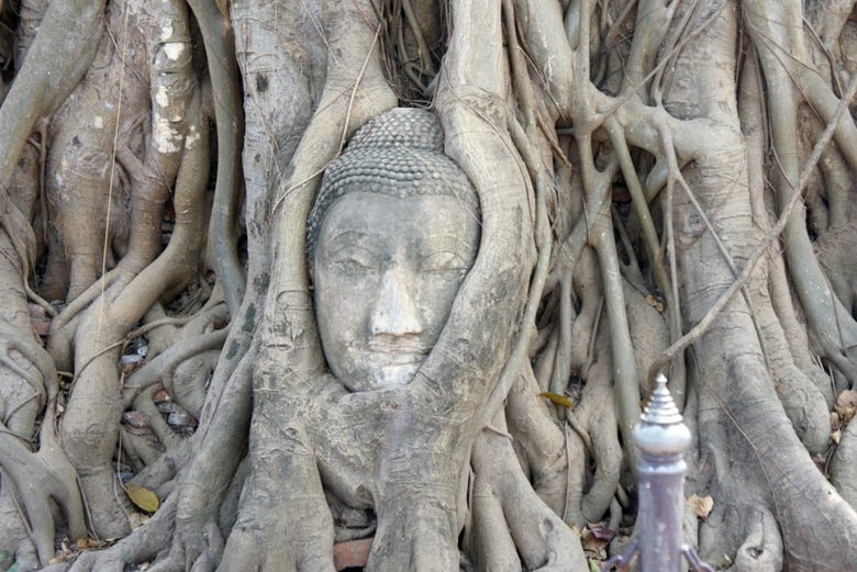 Buda en el árbol