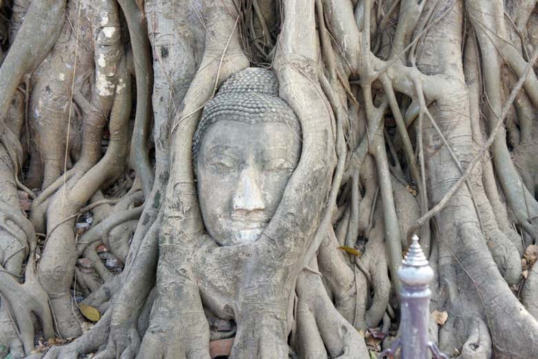 Buda en el árbol