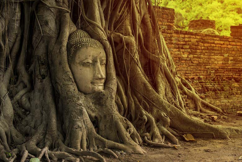 Tête de Bouddha entre les racines