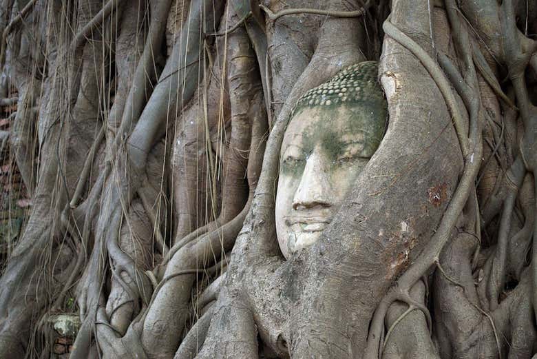 Cabeza de Buda en las ruinas
