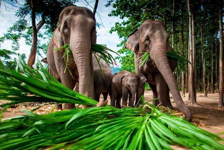 Los elefantes de Chiang Mai
