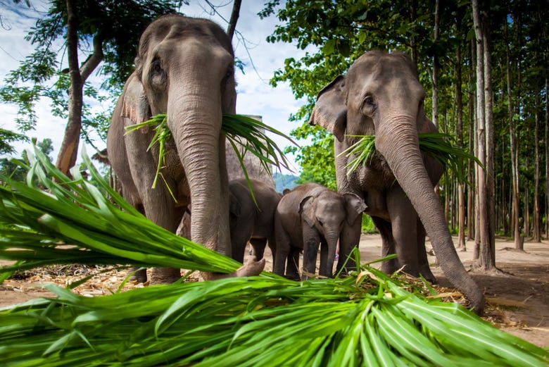 Elefantes del santuario de Chiang Mai